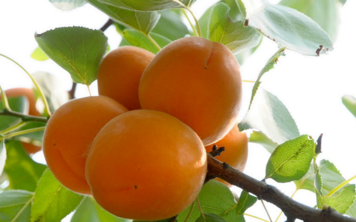 ���ӵ�Ӫ����ֵ